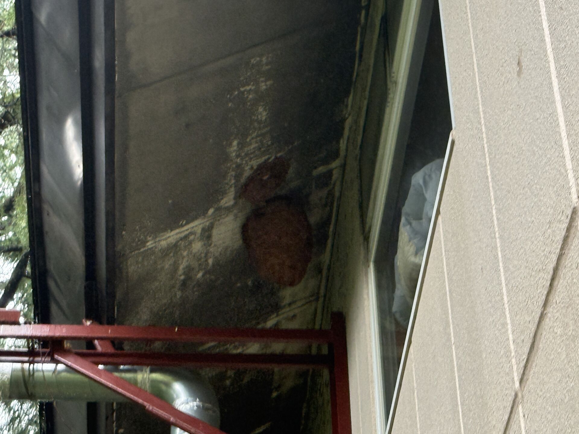 妙高市にてスズメバチの駆除行いました